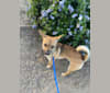 Yoshi, a Chihuahua and Pomeranian mix tested with EmbarkVet.com