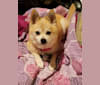 Holly, a Pomeranian and Russell-type Terrier mix tested with EmbarkVet.com