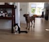 Finn, a Rhodesian Ridgeback and American Pit Bull Terrier mix tested with EmbarkVet.com