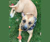 Nola, a Staffordshire Terrier and Labrador Retriever mix tested with EmbarkVet.com
