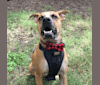 Skippy, an American Pit Bull Terrier and Australian Cattle Dog mix tested with EmbarkVet.com