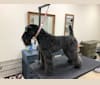 Photo of Alice, a Kerry Blue Terrier  in New Jersey, USA