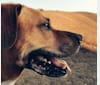Jack, a Boxer and Rottweiler mix tested with EmbarkVet.com