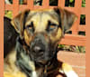 Shelly, a Boxer and German Shepherd Dog mix tested with EmbarkVet.com