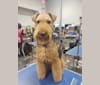 Photo of Sunny, a Welsh Terrier  in Ohio, USA