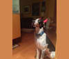 Aukan, a Treeing Walker Coonhound and American English Coonhound mix tested with EmbarkVet.com