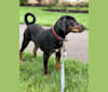 Cobalt, a Black and Tan Coonhound and Treeing Walker Coonhound mix tested with EmbarkVet.com