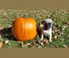Rosco, a Pug and Pomeranian mix tested with EmbarkVet.com