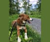 Photo of Westley, a Staffordshire Terrier and Australian Cattle Dog mix in Tennessee, USA