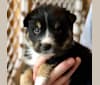 Koda, an Australian Cattle Dog and Rottweiler mix tested with EmbarkVet.com