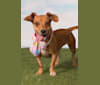 Daisy, a Chihuahua and Rat Terrier mix tested with EmbarkVet.com