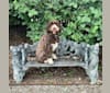 Photo of Bolo, an English Springer Spaniel, Poodle (Standard), and Poodle (Small) mix in Anderson, IN, USA