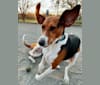 Photo of Roxy, a Treeing Walker Coonhound  in Roanoke, Virginia, USA