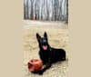 Coal an Laoch, a German Shepherd Dog tested with EmbarkVet.com