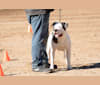 Biscuit, an Alapaha Blue Blood Bulldog tested with EmbarkVet.com