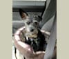 Photo of Bandit, a Chihuahua, Poodle (Small), and Mixed mix in Los Angeles, California, USA