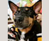 Charlie Grace, an Australian Cattle Dog and Golden Retriever mix tested with EmbarkVet.com
