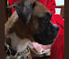 Daisy, a Boxer tested with EmbarkVet.com