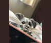 Photo of Oliver, a Shih Tzu, Chihuahua, Dachshund, and Mixed mix in Waianae, HI, USA