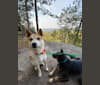 Photo of Sumi, a Japanese or Korean Village Dog and Akita Inu mix in South Korea