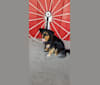 Yaz, a Miniature/MAS-type Australian Shepherd and German Shepherd Dog mix tested with EmbarkVet.com