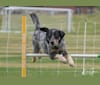 Django, a Beagle and Australian Cattle Dog mix tested with EmbarkVet.com