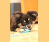 Sadie Mae, a Pomeranian and Shih Tzu mix tested with EmbarkVet.com