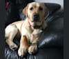 Skye Bella, a Labrador Retriever tested with EmbarkVet.com