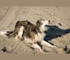 Photo of Kira, a Silken Windhound  in Damascus, OR, USA
