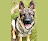 Stella, a German Shepherd Dog tested with EmbarkVet.com