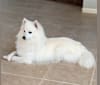 Osso, an American Eskimo Dog tested with EmbarkVet.com