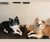 Sephora, a Chihuahua tested with EmbarkVet.com