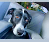Jett, a Border Collie and Rottweiler mix tested with EmbarkVet.com