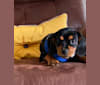 Photo of Puppy Dear, a Cavalier King Charles Spaniel, Chihuahua, and Cocker Spaniel mix in Gilbert, Arizona, USA