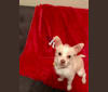 Rocky, a Chihuahua and Shih Tzu mix tested with EmbarkVet.com