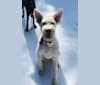 Troy, a Labrador Retriever and German Shepherd Dog mix tested with EmbarkVet.com