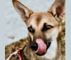 Vera, a Middle Eastern Village Dog tested with EmbarkVet.com