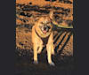 Toby, a German Shepherd Dog and Australian Cattle Dog mix tested with EmbarkVet.com