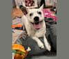 Albus, an Australian Cattle Dog and Russell-type Terrier mix tested with EmbarkVet.com