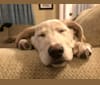 Josie, a Labrador Retriever and German Shepherd Dog mix tested with EmbarkVet.com