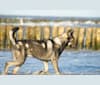 Bran, a German Shepherd Dog and Saarloos Wolfdog mix tested with EmbarkVet.com