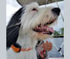 Photo of Snoopy, a Llewellin Setter, Bichon Frise, and Poodle (Small) mix in Alexander City, Alabama, USA