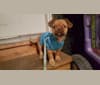 Lula, a Shih Tzu and Silky Terrier mix tested with EmbarkVet.com