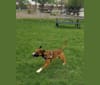 Dax, a Boxer and Labrador Retriever mix tested with EmbarkVet.com