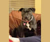 COCO, an American Pit Bull Terrier and Mastiff mix tested with EmbarkVet.com