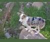 Photo of Ziggy Stardust, a Miniature/MAS-type Australian Shepherd, Pembroke Welsh Corgi, and Australian Cattle Dog mix in Desert Mountain, Scottsdale, AZ, USA