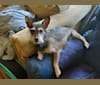 Photo of Seymour, a Chihuahua, Miniature Schnauzer, and Mixed mix in Omaha, Nebraska, USA