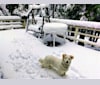 Photo of Frankie, an Australian Shepherd, Siberian Husky, German Shepherd Dog, and Golden Retriever mix in San Bernardino, California, USA