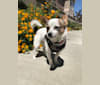 Louis, a Pomeranian and Chihuahua mix tested with EmbarkVet.com