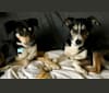 Zeus, a Siberian Husky and German Shepherd Dog mix tested with EmbarkVet.com